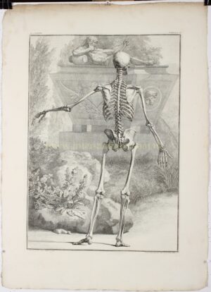 Alternative view of Anatomie, menselijk skelet (plaat II) - Jan Wandelaar naar Bernhard Siegfried Albinus, 1747