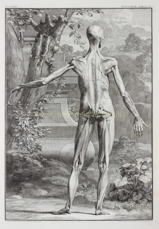 Anatomie, spieren van de mens (plaat VI)- Jan Wandelaar naar Bernhard Siegfried Albinus, 1747