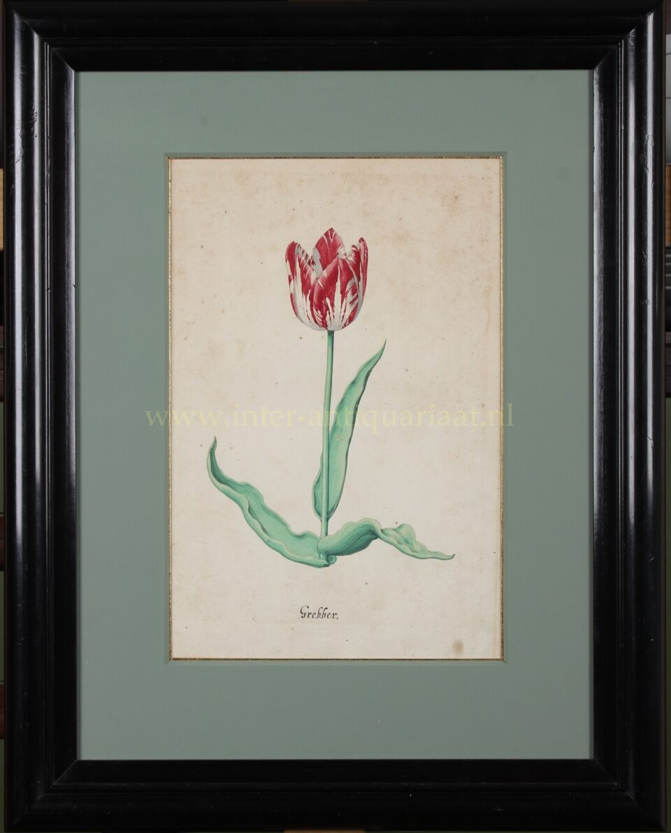 Tulp - Pieter Holsteyn II, ca. 1645 - Afbeelding 2