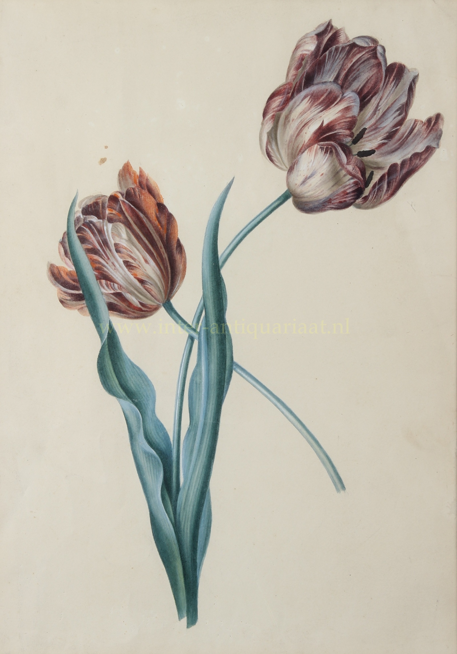 19e-eeuwse aquarel van twee gebroken tulpen met gevlamde roodbruine en witte bloembladen