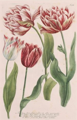tulpen antieke 18e-eeuwse ets